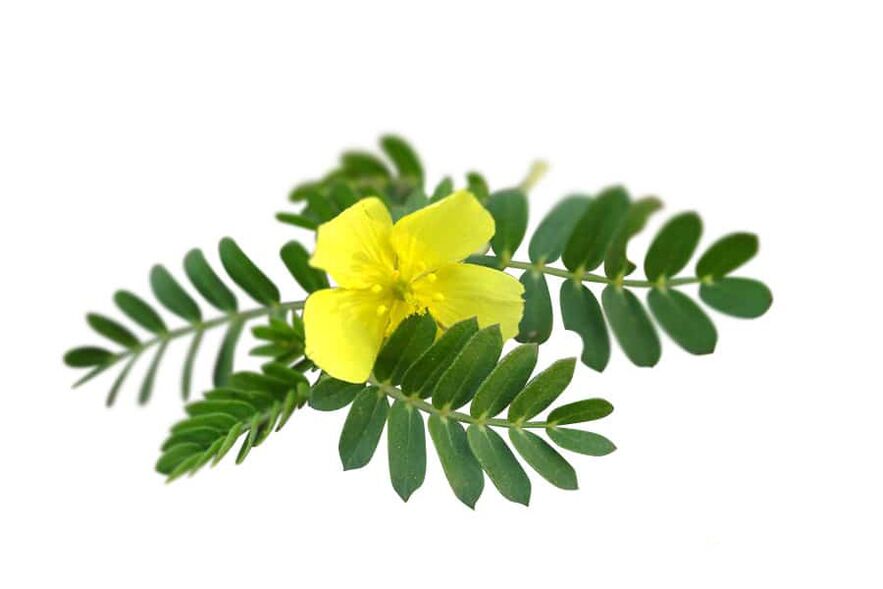 Tribulus terrestris ως μέρος του Glucoren